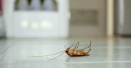 dead cockroach
