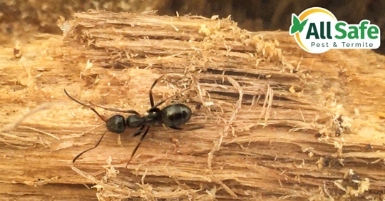 Carpenter ant damaging wood