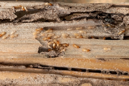 termites in wood