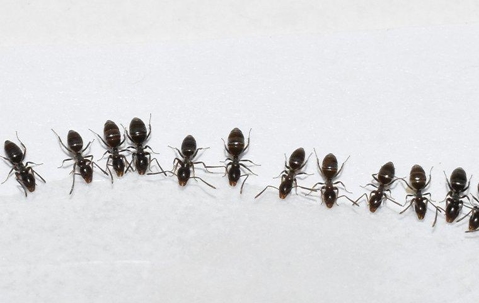 odorous house ants near water