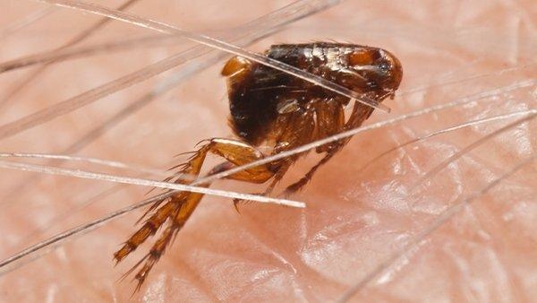 flea crawling on skin