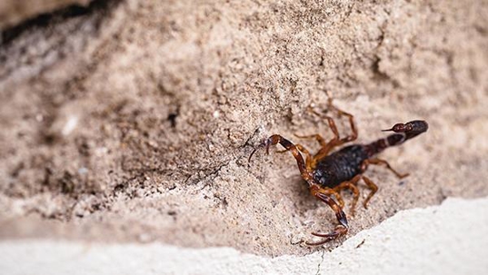 scorpion outside