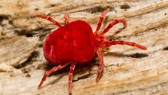 a chigger in a home in frisco