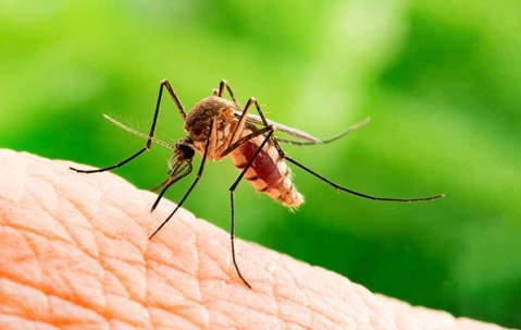 mosquito biting skin