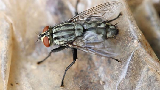 close up of fly