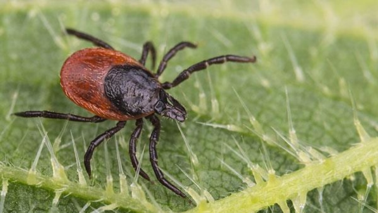 tick on a leaf