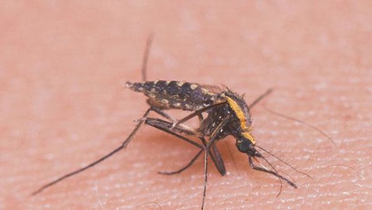 mosquito on skin