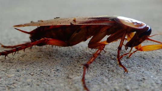american cockroach in the basement