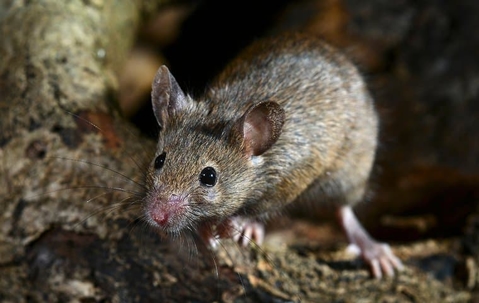 mouse on wood outside home