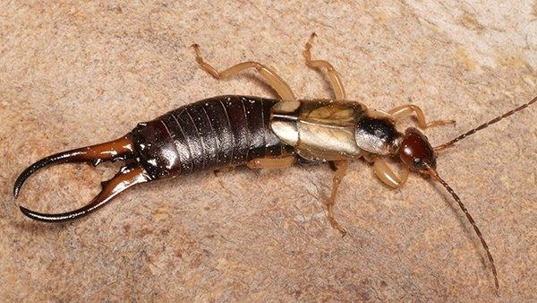 an earwig on cement