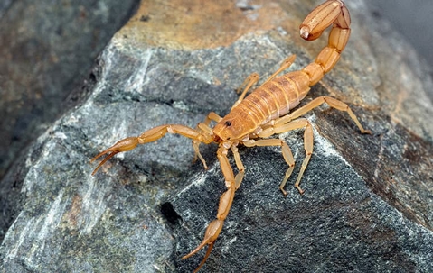 scorpion on a rock