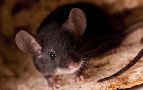 mouse on bread