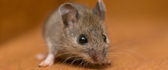 a house mouse in a home