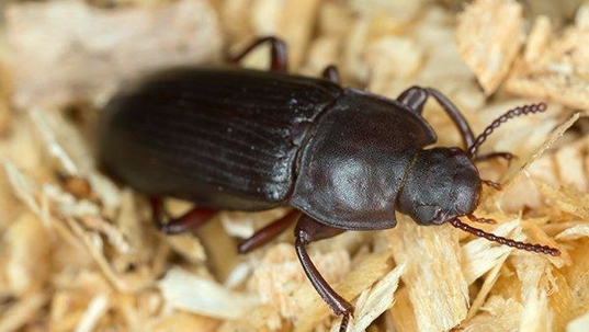 a flour beetle crawling on dry goods in a home