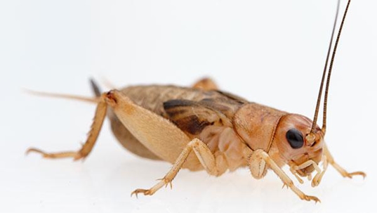 cricket close up