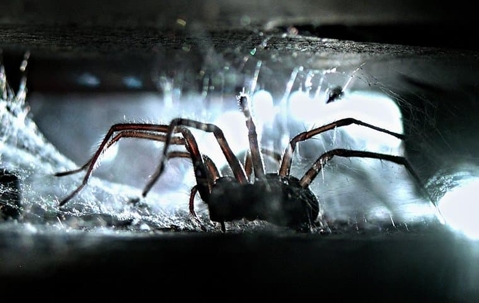spider in web inside home