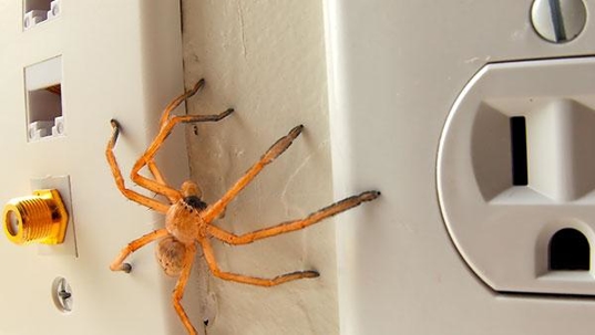 Blog - How To Keep House Spiders Out In Katy
