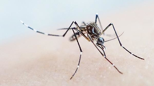 mosquito on counter