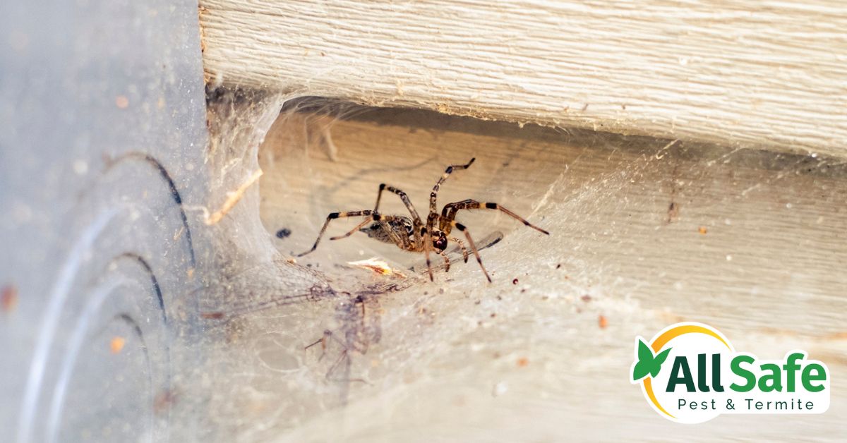 How to Prevent Spider Infestations in Plano Homes