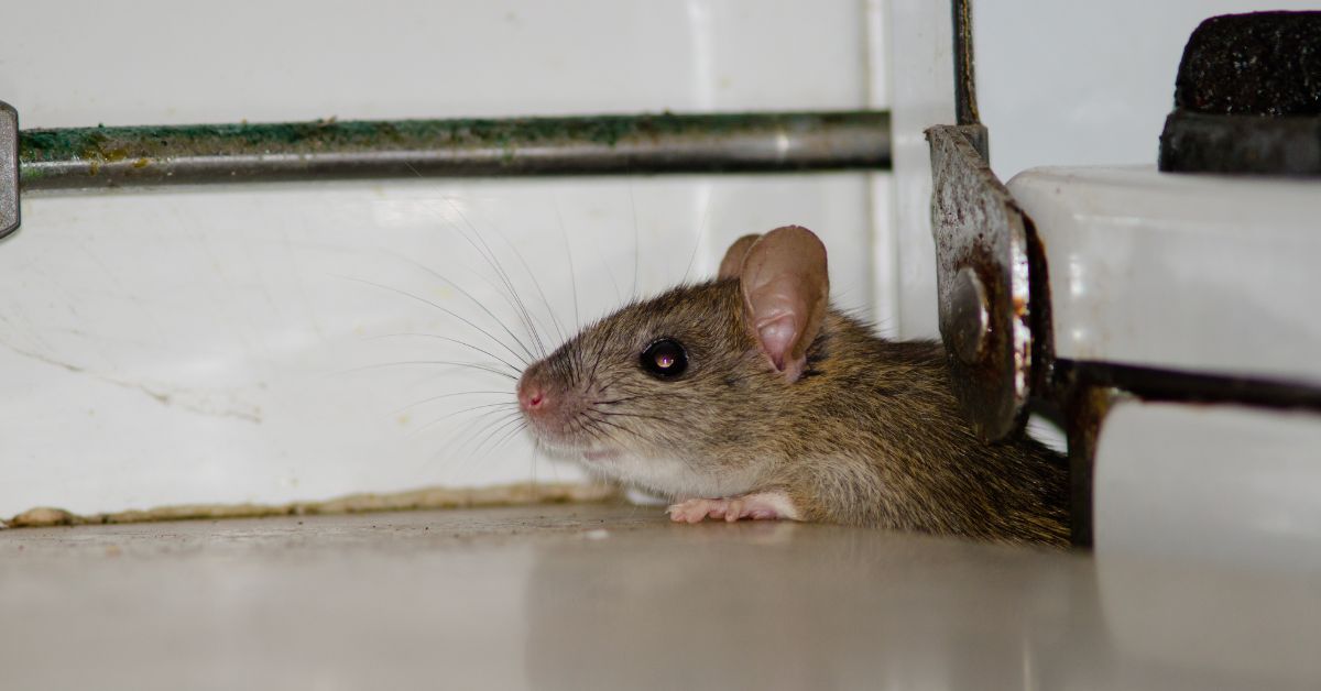 DIY cinnamon rodent repellent