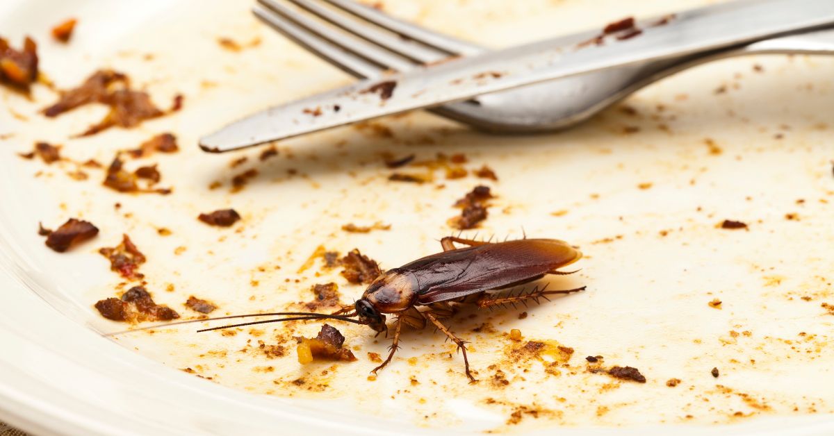 The Top Foods That Attract Cockroaches to Your Home