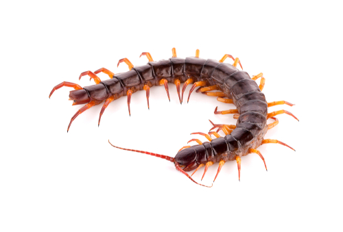 centipede