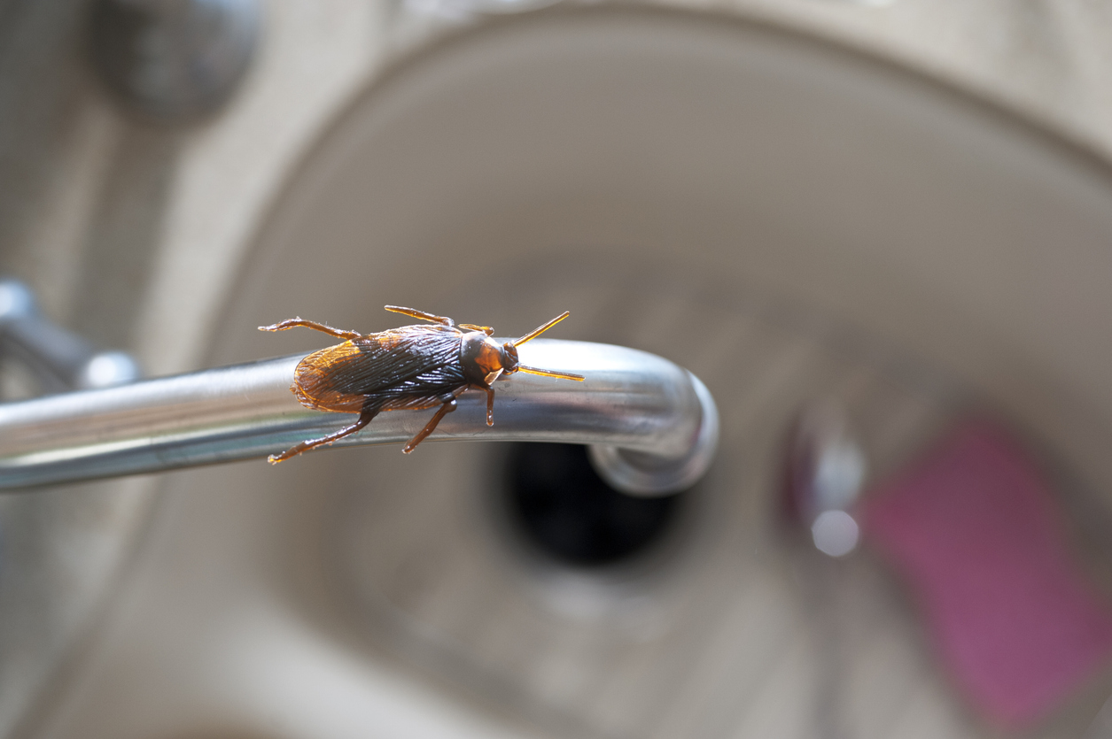 do wasps like cigarette smoke Remove bees, wasps, or hornets without getting stung