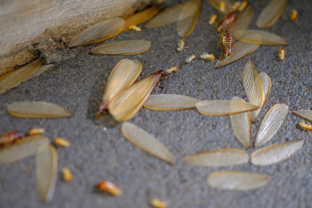 When is Termite Swarming Season in Texas?