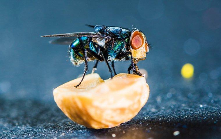 blow fly