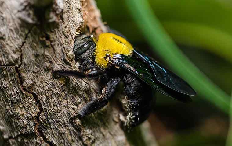 carpenter bee