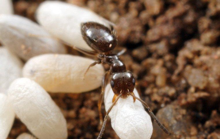 rover ant