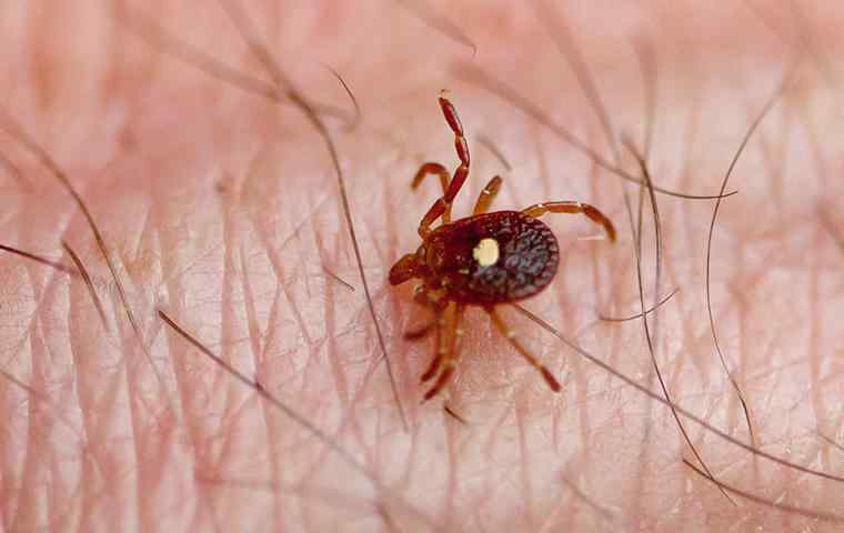 tick