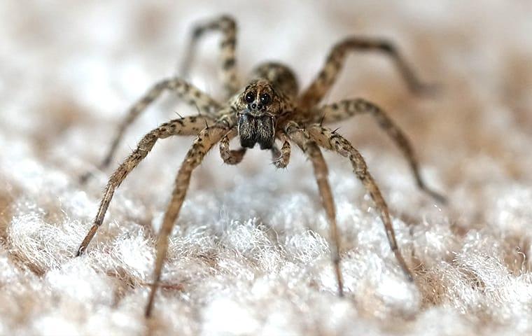 Wolf Spiders  All-Safe Pest & Termite
