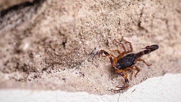 striped bark scorpion