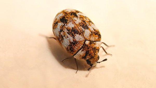 Carpet beetle sales