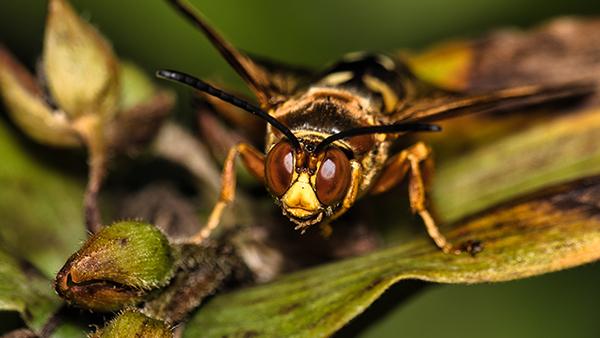 Is It Dangerous To Have Cicada Killer Wasps Around My Houston Home?