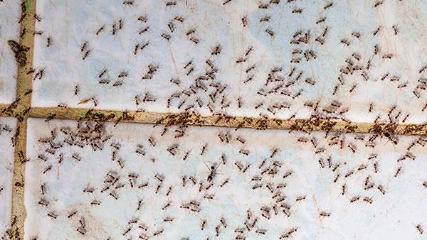 Blog - The Ins And Outs Of Ant Control In Plano