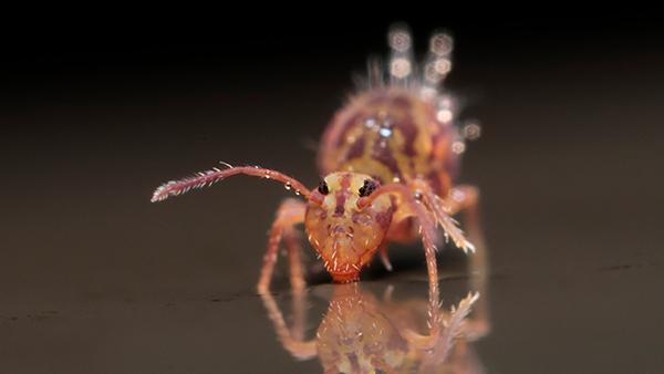 The Trick To Getting Rid Of Springtails Around Your Houston Home
