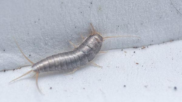 Blog - Fort Worth's Helpful Guide To Effective Silverfish Control