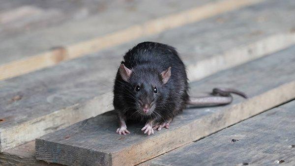 a norway rat on wooden panels