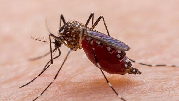 What do male mosquitoes eat discount