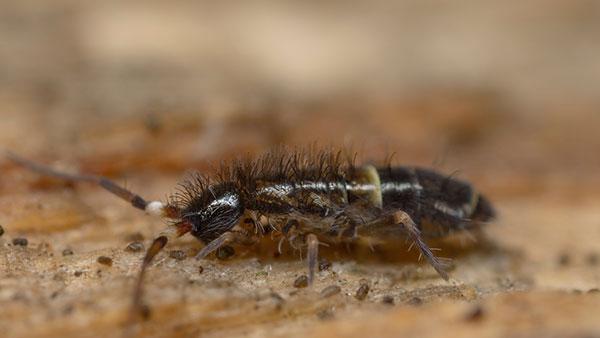 Pest Spotlight: How To Properly Handle Springtails In Plano