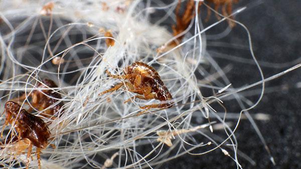 a close up image of fleas