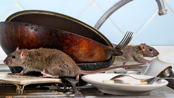 rats crawling on dirty dishes in sink