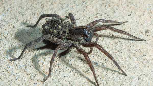 Blog - Quick Spider Identification Reference Guide For Dallas 