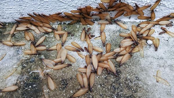 Blog - What Do I Do If I Spot Termite Swarmers On My Houston Property?