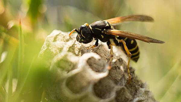 wasp on nest