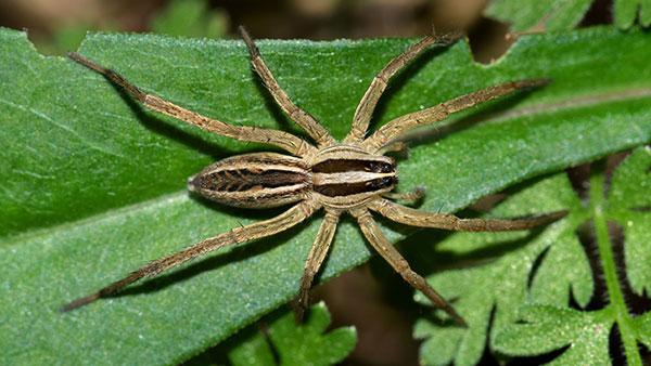 Blog - Is It Dangerous To Have Wolf Spiders Around My Fort Worth