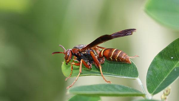 Let's Talk About Wasp Control In Fort Worth